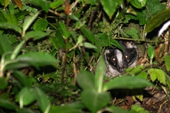 Arctogalidia trivirgata