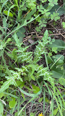 Galactites tomentosus