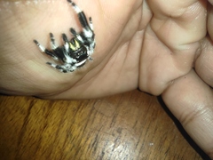 Phidippus bidentatus