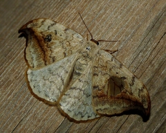 Drepana falcataria