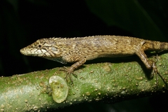 Pseudocalotes microlepis