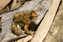 Limnonectes limborgi