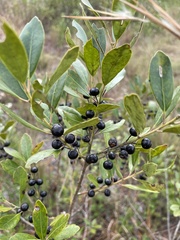 Ilex coriacea
