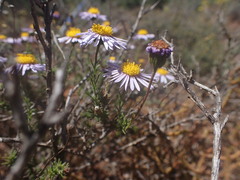 Felicia muricata