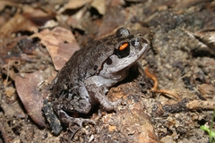 Leptobrachium smithi