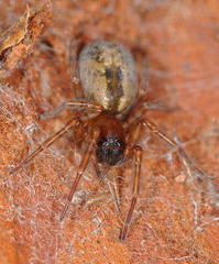 Amaurobius fenestralis