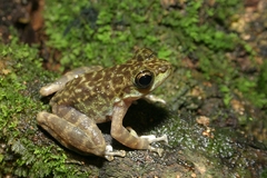 Amolops marmoratus