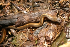Hebius bitaeniatus