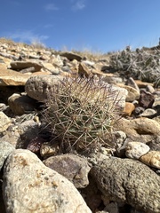 Echinomastus warnockii