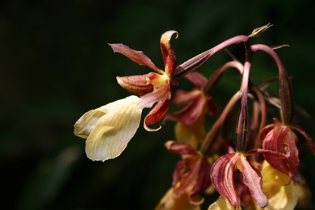 Calanthe biloba (Calanthe biloba)