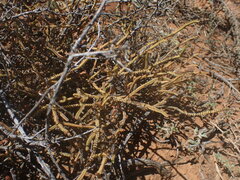 Crassula muscosa