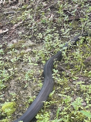 Naja sumatrana