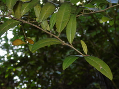 Ficus deltoidea