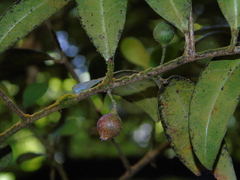 Ficus deltoidea