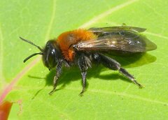 Andrena thoracica