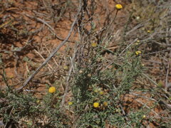 Pentzia incana