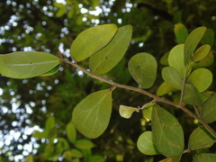 Ficus deltoidea