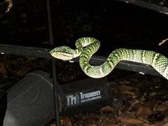 Tropidolaemus wagleri