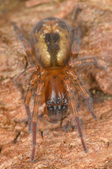 Amaurobius fenestralis