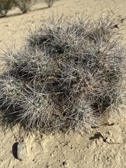 Coryphantha macromeris macromeris