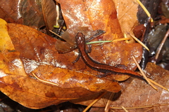 Plethodon larselli