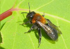 Andrena thoracica