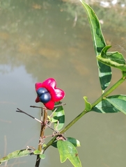 Clerodendrum indicum
