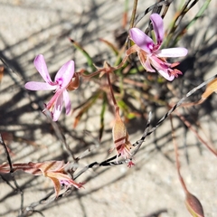 Pelargonium coronopifolium