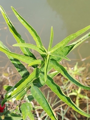 Clerodendrum indicum