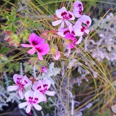 Pelargonium scabroide