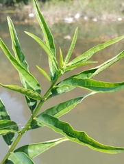 Clerodendrum indicum