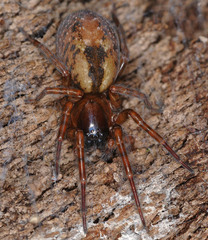 Amaurobius fenestralis