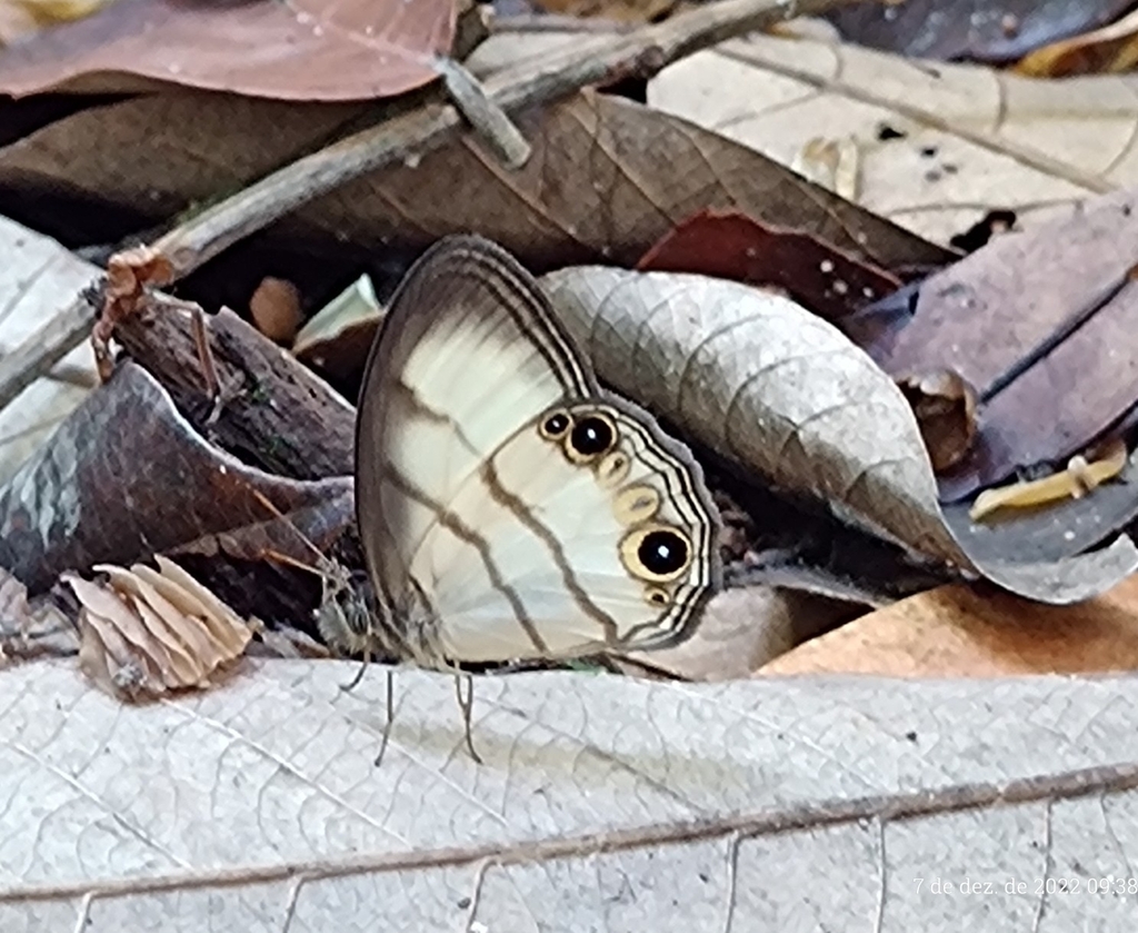 Splendeuptychia gera from Museu da Amazônia MUSA on December 7, 2022