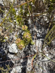 Aspalathus aspalathoides