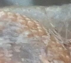 Entoprocta