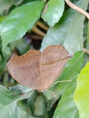 Junonia almana almana