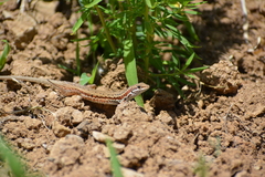 Ophisops elegans elegans