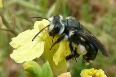 Andrena agilissima