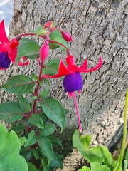 Fuchsia magellanica