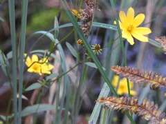 Bidens mitis