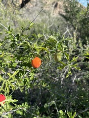 Ibervillea tenuisecta