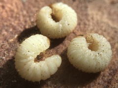 Trichiotinus assimilis