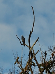 Patagioenas leucocephala