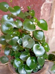 Crassula spathulata