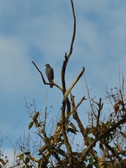 Patagioenas leucocephala