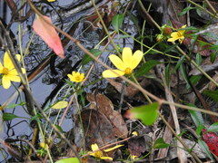 Bidens mitis