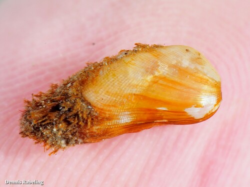 Representative image of Gregariella semigranata