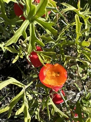 Ibervillea tenuisecta