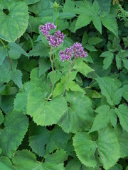 Adenostyles australis