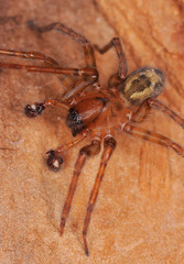 Amaurobius fenestralis